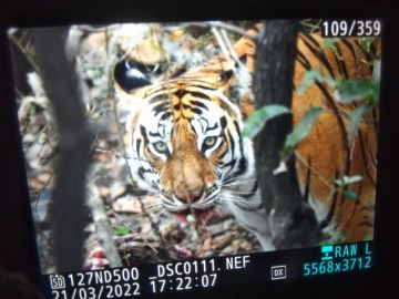 3 Days 2 Nights pench Family Trip Package