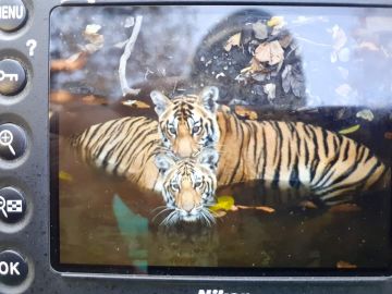 3 Days 2 Nights pench Family Trip Package