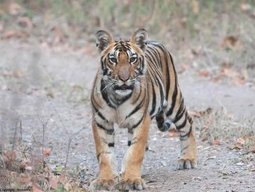 3 Days 2 Nights pench Family Trip Package