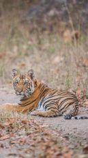 Magical 4 Days 3 Nights nagpur with tadoba Vacation Package