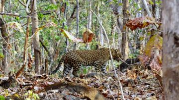Memorable 3 Days 2 Nights pench Wildlife Tour Package