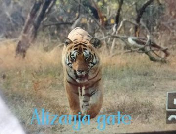 Amazing 3 Days 2 Nights tadoba Family Holiday Package