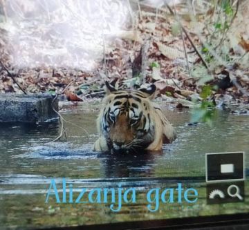 Amazing 3 Days 2 Nights tadoba Family Holiday Package