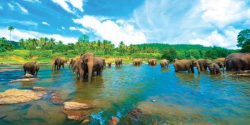 Amazing 4 Days Negombo to nuwara-eliya Holiday Package