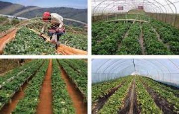 5 Days 4 Nights Negombo to kandy Holiday Package