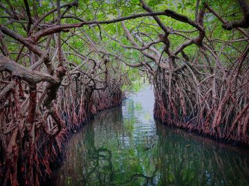 6 Days 5 Nights Negombo to bentota Tour Package