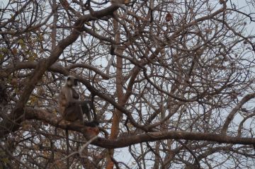 4 Days 3 Nights nagpur to pench Tour Package