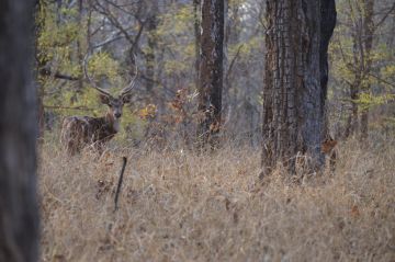 4 Days 3 Nights nagpur to pench Tour Package