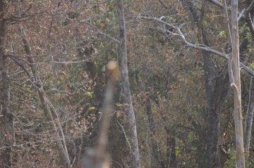 4 Days 3 Nights nagpur to pench Tour Package