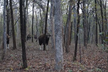 4 Days 3 Nights nagpur to pench Tour Package