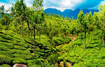 3 Days 2 Nights Kochi Tour Package