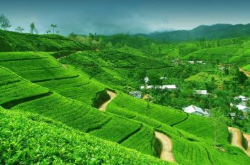 Pleasurable 4 Days Airport to kandy Holiday Package