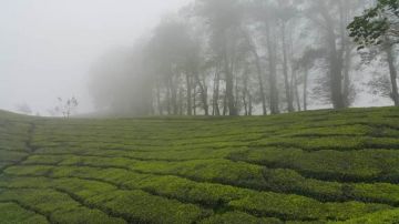 4 Days Munnar Alleppey Kerala Tour Package
