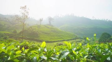 Heart-warming 4 Days 3 Nights kandy Trip Package