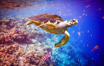 5 Days 4 Nights Male Tour Package by Franmaria holidays OPC pvt Ltd