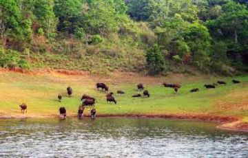 Family Getaway 5 Days cochin to munnar Trip Package