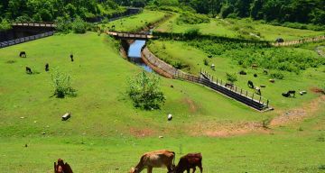 6 Days 5 Nights bangalore, bangalore - coorg, coorg - wayanad and wayanad Trip Package