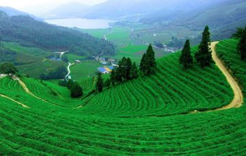 6 Days 5 Nights Cochin to munnar Vacation Package