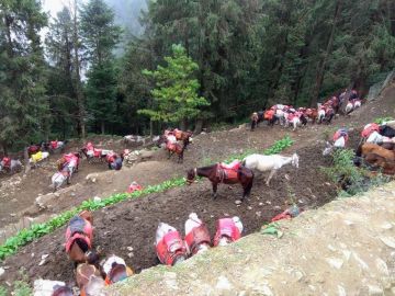 5 Days shimla, kufri, shimla to manali with manali Friends Tour Package