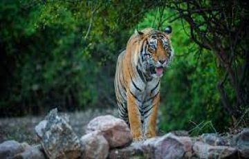 Best of Wild Life Package -Ranthambore