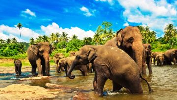 Srilanka Tour Package 5 Night 6 Days