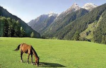 Beautiful 4 Days Srinagar Tour Package by Patron tour and travels