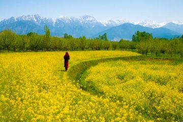 4 Days 3 Nights Gulmarg Vacation Package by Patron tour and travels