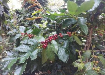 03night  04days Daringbadi Mandasaru Package