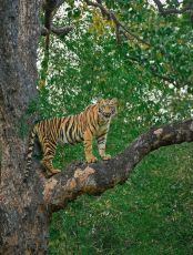 Complete Madhya Pradesh 14 Night 15 Days ..