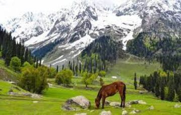 Rare Kashmir Tour Package 5 Nights 6 Days for 4 Pax