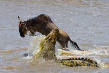 3 Days 2 Nights Masai Mara Great Experience
