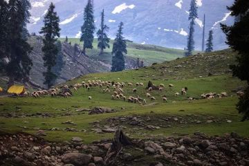 7 Days 6 Nights Srinagar Trip Package by Shayas tour and travel