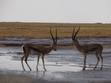 6 Days 5 Nights Nairobi to Amboseli National Park Tour Package