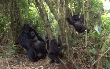 3 Day Gorilla Trekking Bwindi Impenetrable Forest NP