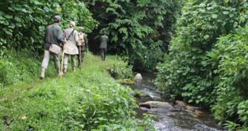 3 Day Gorilla Trekking Bwindi Impenetrable Forest NP