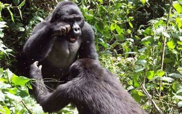 3 Day Gorilla Trekking Bwindi Impenetrable Forest NP