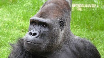 3 Day Gorilla Trekking Bwindi Impenetrable Forest NP