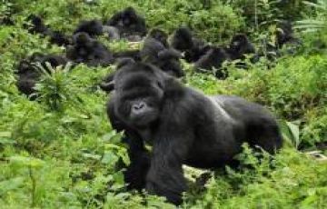 3 Day Gorilla Trekking Bwindi Impenetrable Forest NP