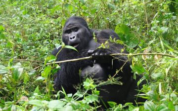 3 Day Gorilla Trekking Bwindi Impenetrable Forest NP