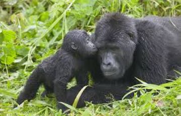 3 Day Gorilla Trekking Bwindi Impenetrable Forest NP