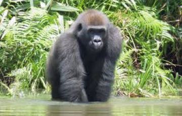 3 Day Gorilla Trekking Bwindi Impenetrable Forest NP