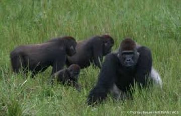 3 Day Gorilla Trekking Bwindi Impenetrable Forest NP