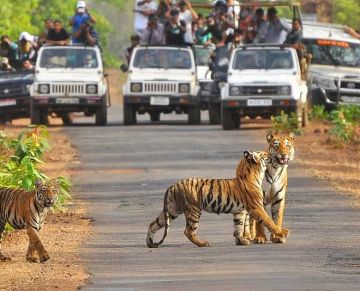 3 Days 2 Nights Jim Corbett Tour Package by Shubh Tour and Travel Consultancy