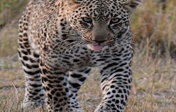 4 Days Nairobi to Nairobi-Maasai Mara Tour Package by FAVOUR WILDLIFE  SAFARIS