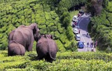 Kerala Tour Packages  Grab Exciting Deals | Tour De World