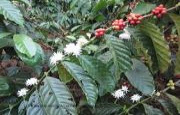 Coorg Tour Package for 3 Days from Bangalore