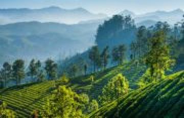 4 Days Cochin to munnar Honeymoon Trip Package Cochin Munnar  Alleppey