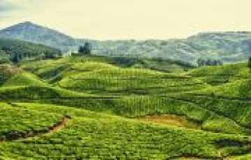 4 Days Cochin to munnar Honeymoon Trip Package Cochin Munnar  Alleppey