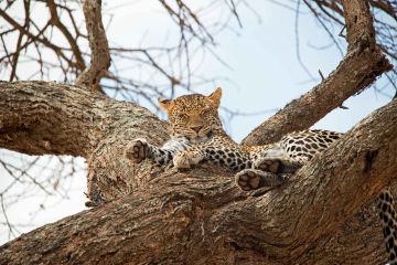 5 Days Private Group Safaris in Tanzania