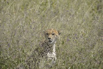 5 Days Private Group Safaris in Tanzania